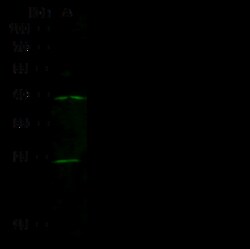 Sino Biological Anti-HP1 Alpha/CBX5 Antibody, Rabbit Polyclonal, Quantity:
