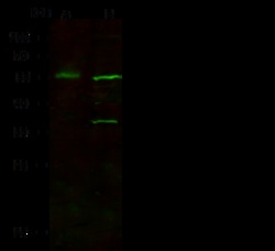 Sino Biological Anti-FOXA1 Antibody, Rabbit Polyclonal, Quantity: Each