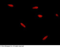 Sino Biological Anti-HDAC1 Antibody, Rabbit Polyclonal, Quantity: Each