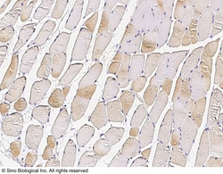 Sino Biological Anti-APOBEC2 Antibody, Rabbit Polyclonal, Quantity: Each
