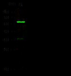 Sino Biological Anti-Lck Antibody, Rabbit Polyclonal, Quantity: Each of