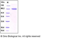 Sino Biological Human PD-L1 / B7-H1 / CD274 Protein (Fc Tag) 100ug, Quantity: