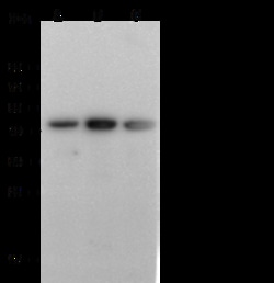 Sino Biological Anti-PD-L1/B7-H1 Antibody, Mouse Monoclonal, Quantity: