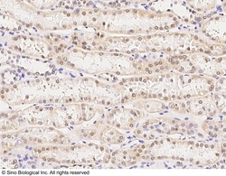 Sino Biological Anti-TRAF4 Antibody, Rabbit Polyclonal, Quantity: Each