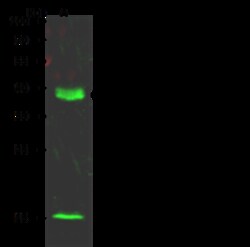 Sino Biological DPPA4 Antibody, Rabbit PAb, Antigen Affinity Purified 100uL,