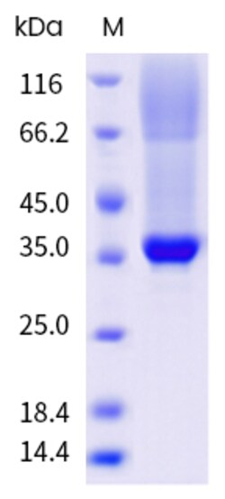 Sino Biological&nbsp;Recombinant Human Glypican 4/GPC4 Protein (His & AVI Tag), Avi-tag Biotinylated, HPLC-verified 100 µg