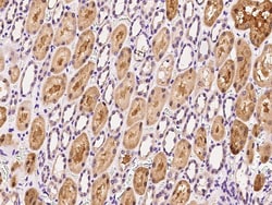 Sino Biological HuR/ELAVL1 Antibody, Rabbit PAb, Antigen Affinity Purified