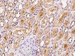 Sino Biological Anti-FGF5 Antibody, Rabbit Polyclonal, Quantity: Each of