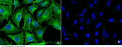 Sino Biological FXR1 Antibody, Rabbit PAb, Antigen Affinity Purified 100uL,