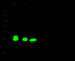 Sino Biological Anti-HMGB1 Antibody, Rabbit Polyclonal, Quantity: Each