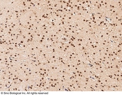 Sino Biological Anti-Dppa2 Antibody, Rabbit Polyclonal, Quantity: Each