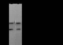 Sino Biological Anti-MEK3/MAP2K3 Antibody, Rabbit Polyclonal, Quantity: