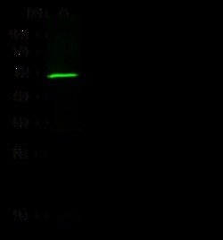 Sino Biological Anti-MKK7 Antibody, Rabbit Polyclonal, Quantity: Each of