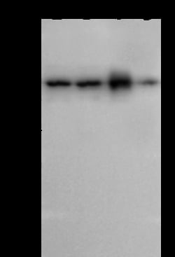 Sino Biological Map2k7/MKK7 Antibody, Rabbit PAb, Antigen Affinity Purified