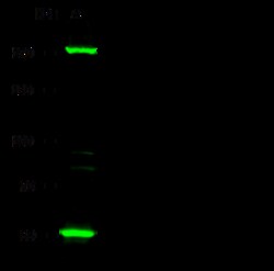 Sino Biological Anti-EVI1/MECOM Antibody, Rabbit Polyclonal, Quantity: