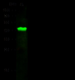 Sino Biological MOAP1 Antibody, Rabbit PAb, Antigen Affinity Purified 100uL,