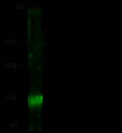 Sino Biological Anti-MSH5 Antibody, Rabbit Polyclonal, Quantity: Each of