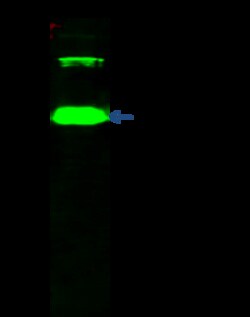 Sino Biological MUSK Antibody, Rabbit PAb, Antigen Affinity Purified 100uL,