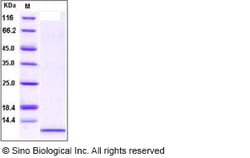 Sino Biological Recombinant Human IL-8/CXCL8 Protein (aa 23-99) 10 µg,