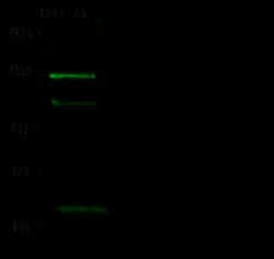 Sino Biological PHF2 Antibody, Rabbit PAb, Antigen Affinity Purified 100uL,