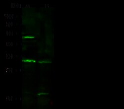 Sino Biological Syntaxin 6 / STX6 Antibody, Rabbit PAb, Antigen Affinity