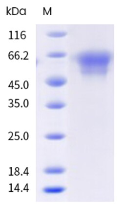 Sino Biological&nbsp;Recombinant Human CD55/DAF Protein (His Tag), Biotinylated, HPLC-verified 20 µg