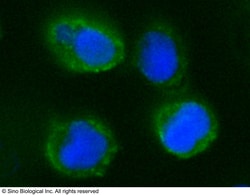 Sino Biological Recombinant Anti-CD55/DAF Antibody (APC), Rabbit Monoclonal,