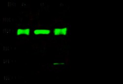 Sino Biological Anti-UBE4A Antibody, Rabbit Polyclonal, Quantity: Each