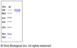 Sino Biological Recombinant Human CD34 Protein (hFc Tag), HPLC-verified,