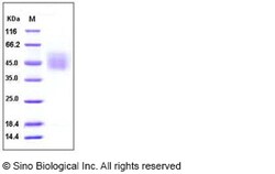 Sino Biological Recombinant Human CD34 Protein (His Tag), HPLC-verified,