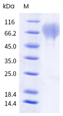 Sino Biological Human CD34 Protein 100ug (Sino Biological), Quantity: Each