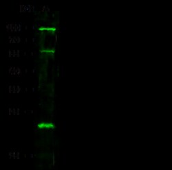 Sino Biological PRDM5 Antibody, Rabbit PAb, Antigen Affinity Purified 100uL,