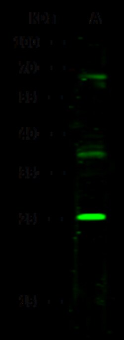 Sino Biological Anti-ST2/IL-1 RL1 Antibody, Rabbit Polyclonal, Quantity: