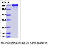 Sino Biological Recombinant Human ACE2 Protein (mFc Tag), HPLC-verified,