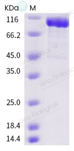 Sino Biological Recombinant Human ACE2 Protein (His & AVI Tag), Biotinylated,