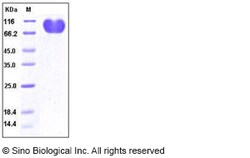 Sino Biological Human CD155 / PVR / NECL5 Protein (Fc Tag) 100ug, Quantity: