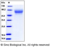 Sino Biological Recombinant Human CD155/PVR Protein (ECD, His Tag), HPLC-verified,