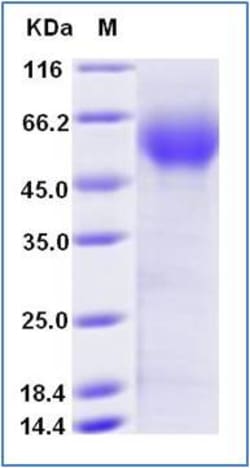 Sino Biological Human CD155 / PVR Protein (His & AVI Tag), Biotinylated