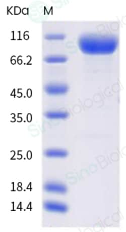 Sino Biological Human CD155 / PVR Protein (ECD, Fc & AVI Tag), Biotinylated