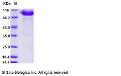 Sino Biological Human IL-1RAcP / IL-1R3 Protein (Fc Tag) 100ug, Quantity: