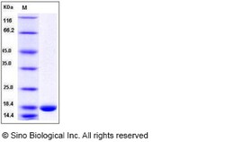 Sino Biological Human IL36G / IL1F9 Protein 50ug, Quantity: Each of 1