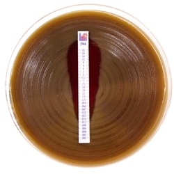 Liofilchem&trade;&nbsp;Mueller Hinton II Agar (Sheep Blood 5%)