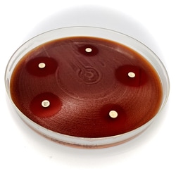 Liofilchem&trade;&nbsp;Mueller Hinton Fastidious Agar