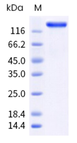 Sino Biological Human L1CAM Protein 20ug (Sino Biological), Quantity: Each