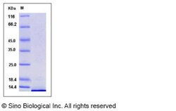 Sino Biological Recombinant Human MDC/CCL22 Protein (His Tag), Quantity: