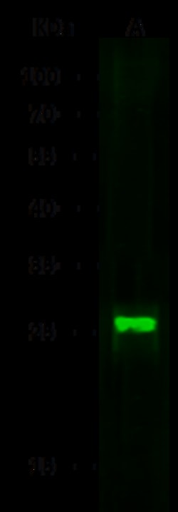 Sino Biological Anti-Cystatin F/CST7 Antibody, Mouse Monoclonal, Quantity: