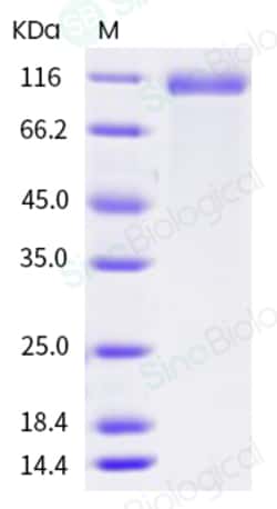Sino Biological Human DLL4 Protein (Fc Tag) 500ug, Quantity: Each of 1