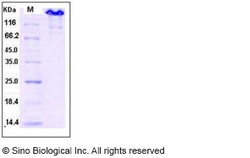 Sino Biological Human Contactin 3 / CNTN3 Protein (708 Asp/Asn, Fc Tag)