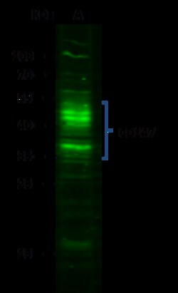 Sino Biological Anti-CD147/Basigin/EMMPRIN Antibody, Rabbit Polyclonal,