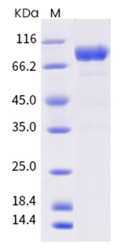 Sino Biological Human TLR3 Protein 1MG (Sino Biological), Quantity: Each